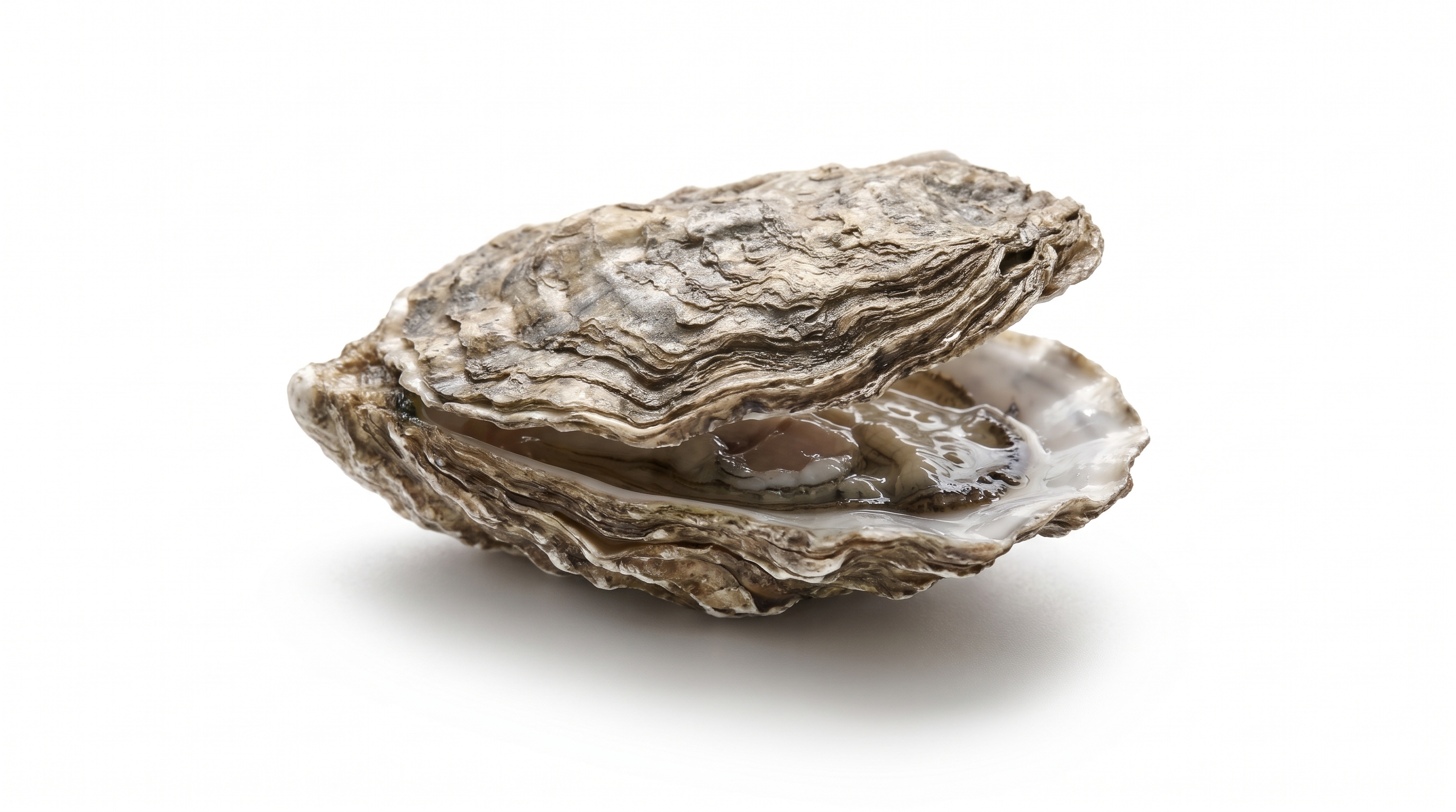 Oysters